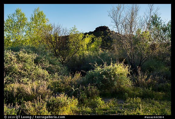 Riparian environment, Pakoon Springs. Grand Canyon-Parashant National Monument, Arizona, USA (color)