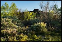 Riparian environment, Pakoon Springs. Grand Canyon-Parashant National Monument, Arizona, USA ( color)
