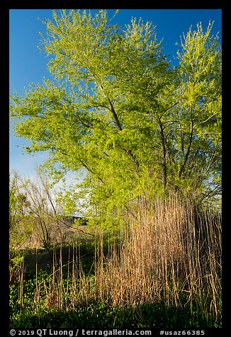 Wetland grasses and newly leafed tree. Grand Canyon-Parashant National Monument, Arizona, USA (color)