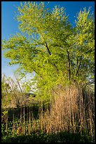 Wetland grasses and newly leafed tree. Grand Canyon-Parashant National Monument, Arizona, USA ( color)