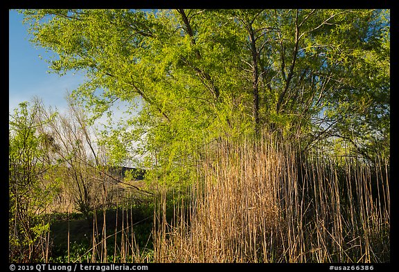 Tall grasses and tree with new leaves. Grand Canyon-Parashant National Monument, Arizona, USA (color)