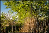 Tall grasses and tree with new leaves. Grand Canyon-Parashant National Monument, Arizona, USA ( color)