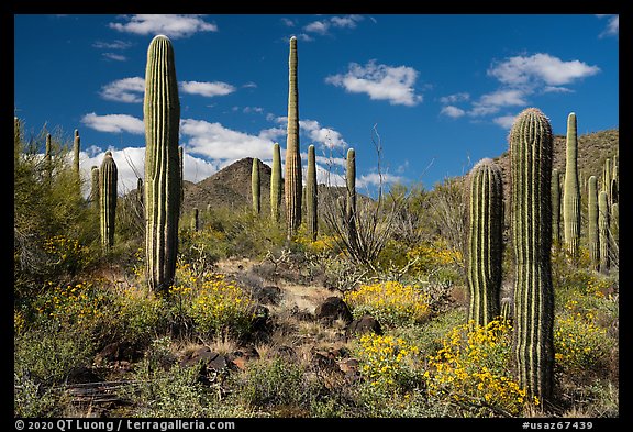 Cactus and Brittlebush, Table Mountain Wilderness. Sonoran Desert National Monument, Arizona, USA (color)