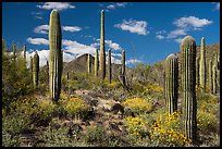 Cactus and Brittlebush, Table Mountain Wilderness. Sonoran Desert National Monument, Arizona, USA ( color)