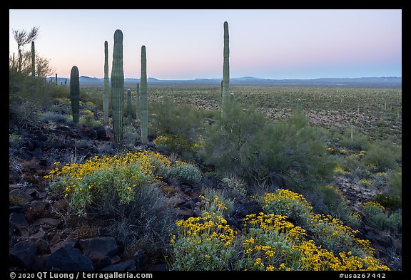 Vekol Valley in springtime at dawn. Sonoran Desert National Monument, Arizona, USA (color)