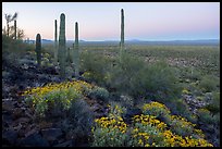 Vekol Valley in springtime at dawn. Sonoran Desert National Monument, Arizona, USA ( color)