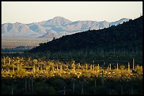 Dense saguaro cactus forest and ridges at sunrise, Table Mountain Wilderness. Sonoran Desert National Monument, Arizona, USA ( color)