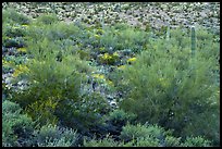 Lush vegetation, Table Mountain Wilderness. Sonoran Desert National Monument, Arizona, USA ( color)