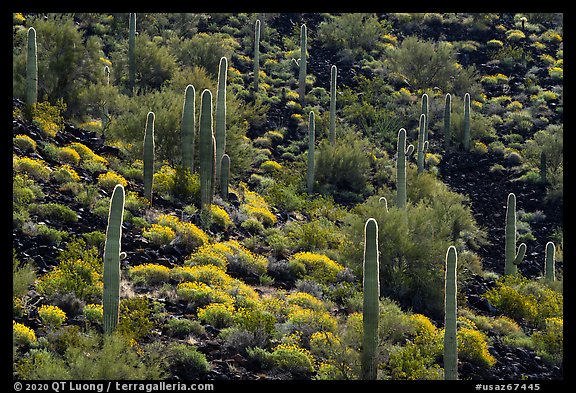 Cactus and Brittlebush in bloom on volcanic slope, Table Mountain Wilderness. Sonoran Desert National Monument, Arizona, USA (color)