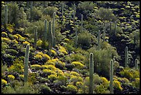 Cactus and Brittlebush in bloom on volcanic slope, Table Mountain Wilderness. Sonoran Desert National Monument, Arizona, USA ( color)