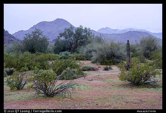 Margies Cove in the rain. Sonoran Desert National Monument, Arizona, USA (color)
