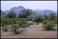 Margies Cove in the rain. Sonoran Desert National Monument, Arizona, USA ( color)