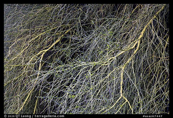 Palo Verde branches. Sonoran Desert National Monument, Arizona, USA (color)