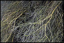 Palo Verde branches. Sonoran Desert National Monument, Arizona, USA ( color)