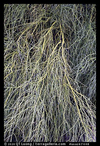 Palo Verde detail. Sonoran Desert National Monument, Arizona, USA