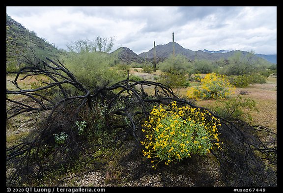 Burned tree and brittlebush, Margies Cove. Sonoran Desert National Monument, Arizona, USA (color)