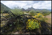 Burned tree and brittlebush, Margies Cove. Sonoran Desert National Monument, Arizona, USA ( color)