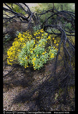 Detail of Burned tree and brittlebush. Sonoran Desert National Monument, Arizona, USA (color)