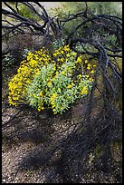 Detail of Burned tree and brittlebush. Sonoran Desert National Monument, Arizona, USA ( color)