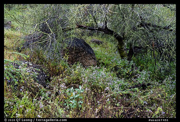 Wildflowers under Palo Verde. Sonoran Desert National Monument, Arizona, USA (color)