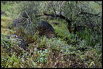 Wildflowers under Palo Verde. Sonoran Desert National Monument, Arizona, USA ( color)