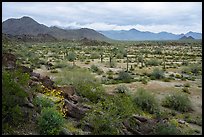 Margies Cove, North Maricopa Mountains. Sonoran Desert National Monument, Arizona, USA ( color)