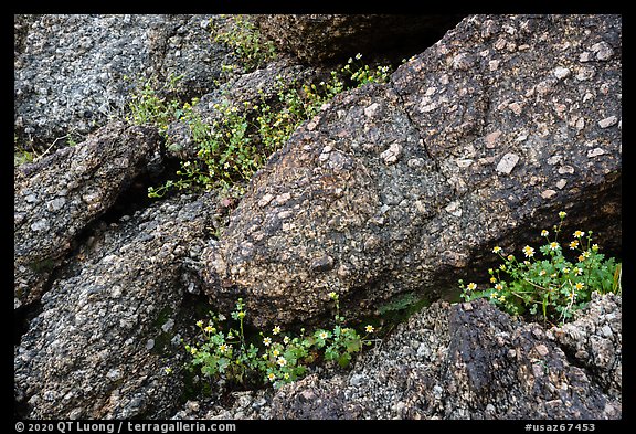 Volcanic rock and spring wildflowers. Sonoran Desert National Monument, Arizona, USA (color)