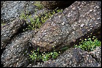 Volcanic rock and spring wildflowers. Sonoran Desert National Monument, Arizona, USA ( color)