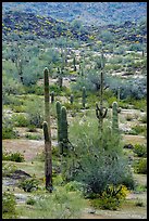 Saguaro cacti in springtime, Margies Cove. Sonoran Desert National Monument, Arizona, USA ( color)