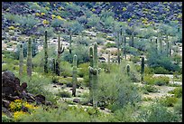 Saguaro cactus in the spring, Margies Cove. Sonoran Desert National Monument, Arizona, USA ( color)