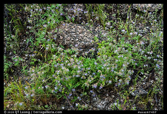 Blue wildflowers and volcanic rock. Sonoran Desert National Monument, Arizona, USA (color)