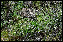 Blue wildflowers and volcanic rock. Sonoran Desert National Monument, Arizona, USA ( color)