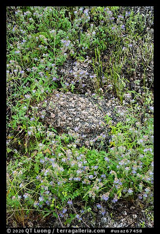 Close-up of blue wildflowers and volcanic rock. Sonoran Desert National Monument, Arizona, USA (color)