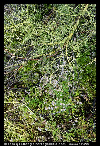 Blue wildflowers and Palo Verde. Sonoran Desert National Monument, Arizona, USA