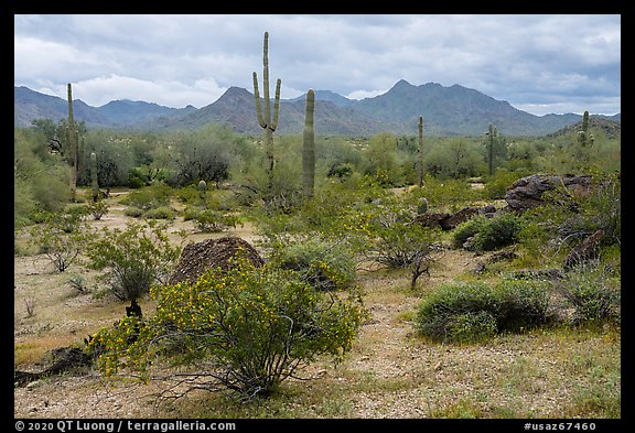 Margies Cove, North Maricopa Mountains Wilderness. Sonoran Desert National Monument, Arizona, USA