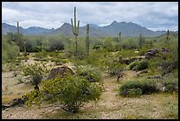 Margies Cove, North Maricopa Mountains Wilderness. Sonoran Desert National Monument, Arizona, USA ( color)