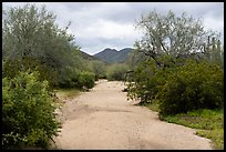 Desert Wash bordered by lush vegetation, Margies Cove. Sonoran Desert National Monument, Arizona, USA ( color)