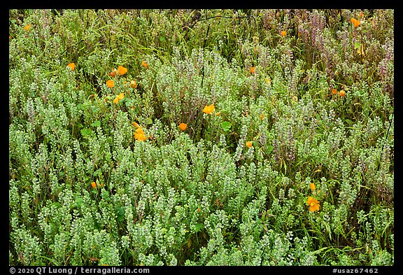 Cloakferns and flowers. Sonoran Desert National Monument, Arizona, USA (color)