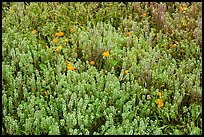 Cloakferns and flowers. Sonoran Desert National Monument, Arizona, USA ( color)