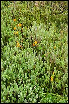 Cloakferns (Notholaena aurea) and flowers. Sonoran Desert National Monument, Arizona, USA ( color)