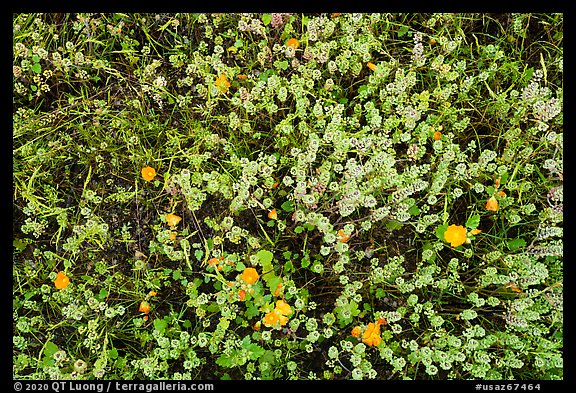 Close up of cloakferns (Notholaena aurea) and flowers. Sonoran Desert National Monument, Arizona, USA (color)