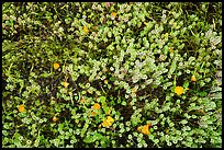 Close up of cloakferns (Notholaena aurea) and flowers. Sonoran Desert National Monument, Arizona, USA ( color)