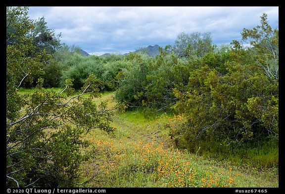 Lush desert vegetation. Sonoran Desert National Monument, Arizona, USA (color)