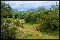 Lush desert vegetation. Sonoran Desert National Monument, Arizona, USA ( color)