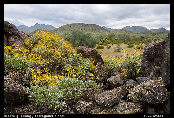 Brittlebush, volcanic boulders, North Maricopa Mountains Wilderness. Sonoran Desert National Monument, Arizona, USA