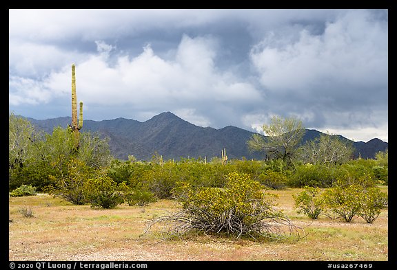 Margies Cove. Sonoran Desert National Monument, Arizona, USA (color)