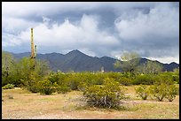 Margies Cove. Sonoran Desert National Monument, Arizona, USA ( color)