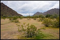 Grassy desert flat, North Maricopa Mountains. Sonoran Desert National Monument, Arizona, USA ( color)