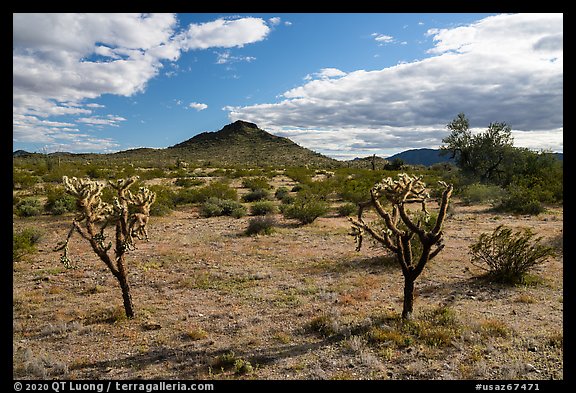 Buckhorn Cholla Cactus and Lost Horse Peak. Sonoran Desert National Monument, Arizona, USA (color)