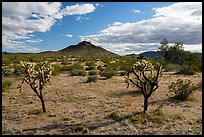 Buckhorn Cholla Cactus and Lost Horse Peak. Sonoran Desert National Monument, Arizona, USA ( color)